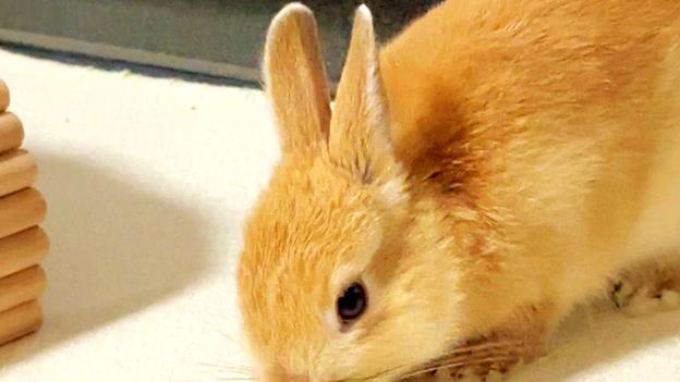 吃草就长大，繁殖能力还强，兔肉为什么没有成为人类的主要肉类？