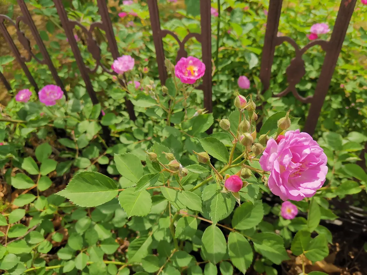 接纳自己的不完美，做自己的整个春天