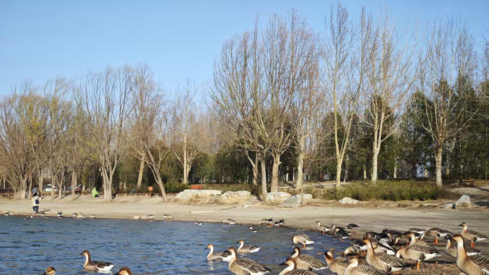 北京免费的“海”边看大雁，750只齐聚，堪称摄影爱好者的天堂