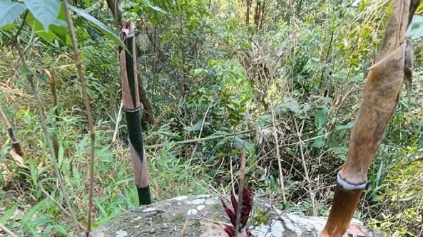 甘蔗砍运需及时衔接，砍后48小时内榨汁，糖分保留效果最佳化。