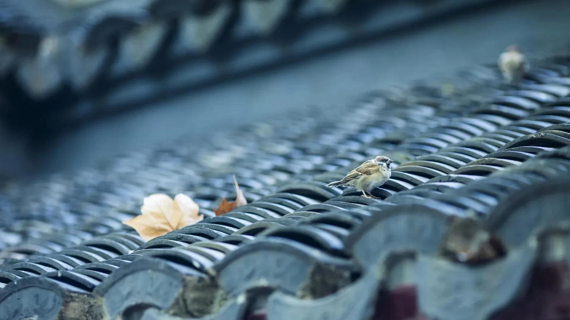 五首禅诗带你体验豁然开朗的时刻