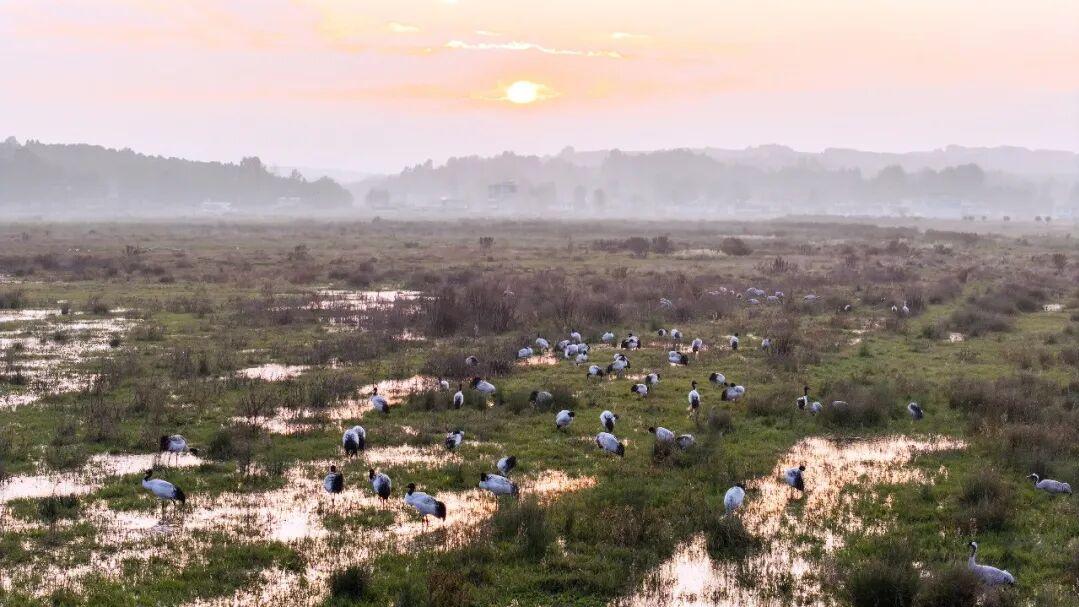 贵州威宁：冬日草海欢腾起来了