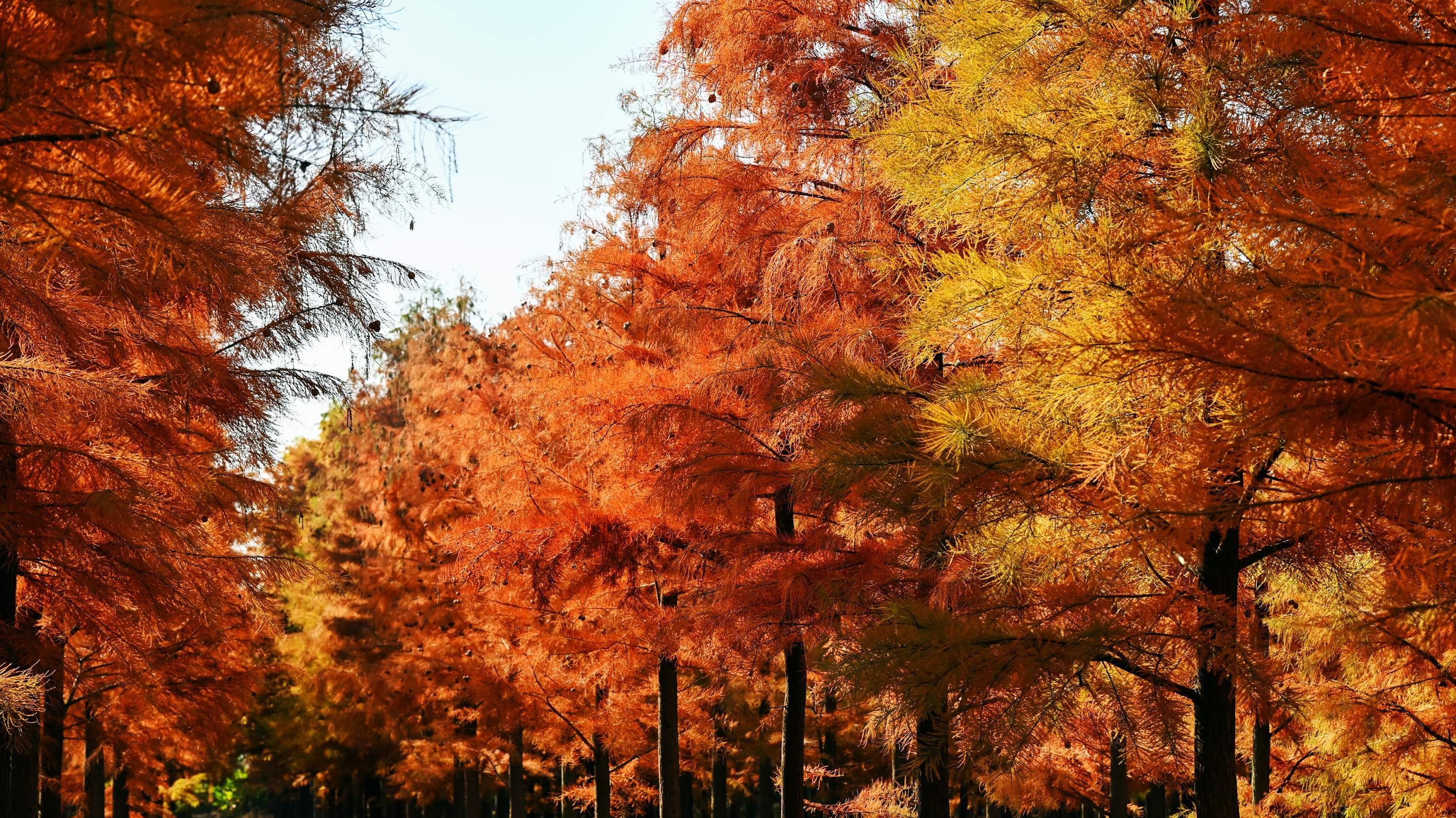 树在水中长，鸟在林中飞 涨渡湖“红”了