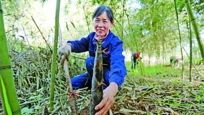 湖北省远安县鸣凤镇北门村：竹林遍野绿生金