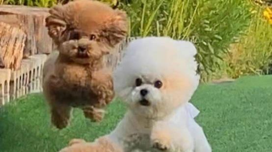 泰迪吃什么狗粮合适？泰迪狗粮排名前十品牌推荐