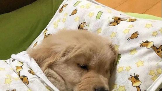 小型犬要吃什么狗粮？小型犬狗粮性价比高推荐，狗狗吃得更健康