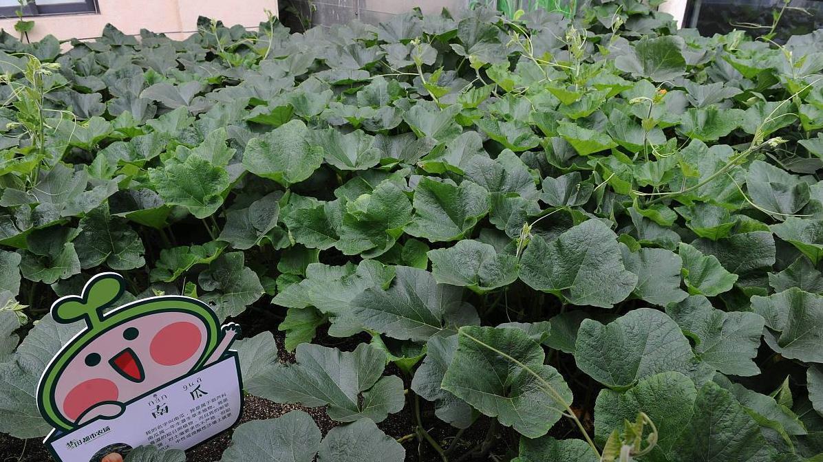 南瓜、冬瓜到底是吊蔓更好还是地爬利于结瓜？