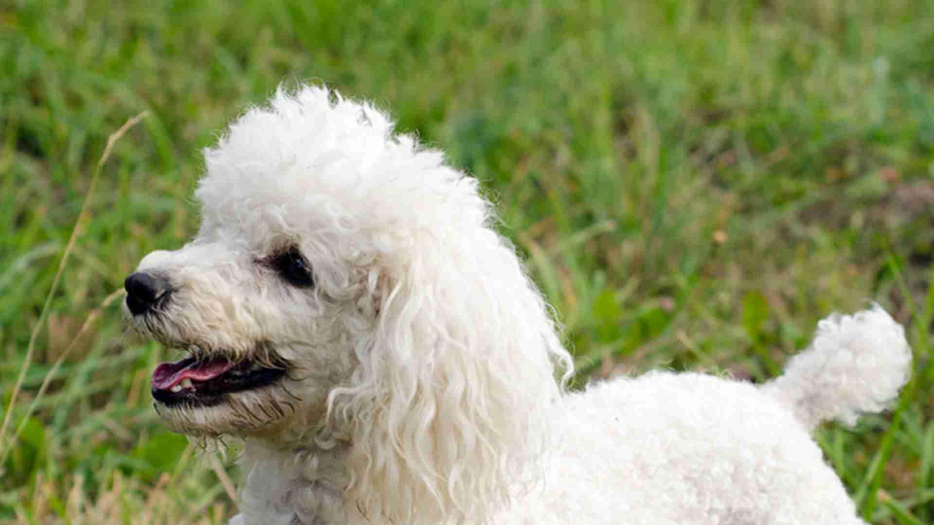 运动损伤预防策，生态园散养场，贵宾犬训练，热身不能少