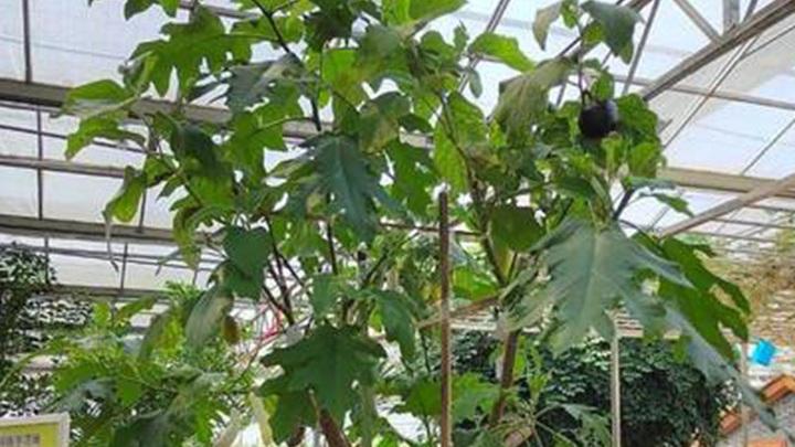 黏重土根系缺氧应对措施，番茄松土透气管理技巧，冷库消毒防霉操作步骤