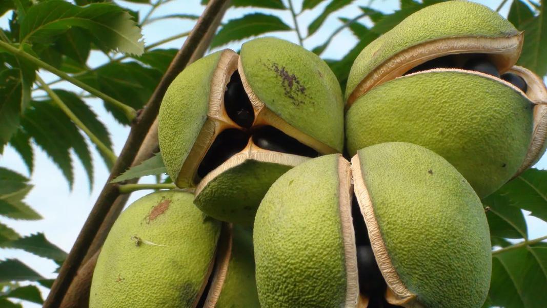 从古代 “贡果” 到全家餐桌：文冠果油怎么让全家一起补营养？