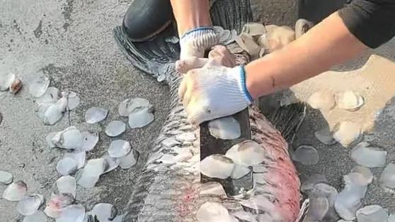 江苏男子在家杀“猪青鱼”，鳞片和鹅蛋差不多，网友：八万八没了