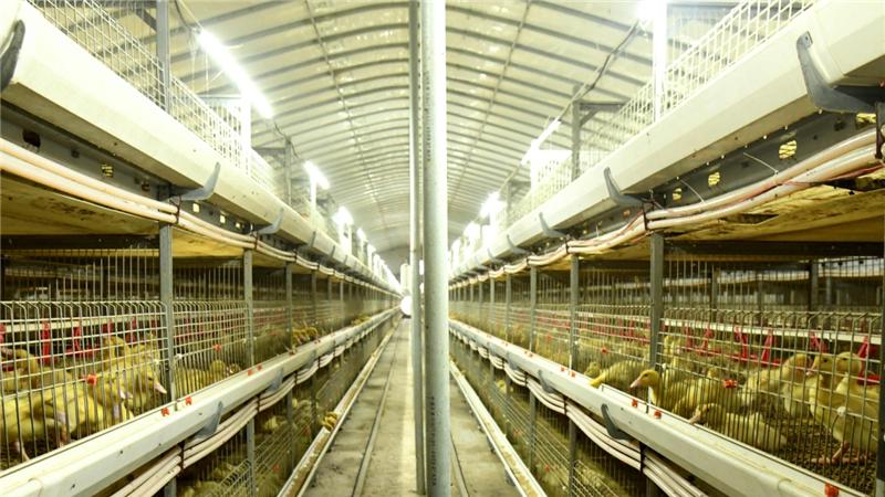 肉鸭养殖怕 “抗” 又怕病？二甲酸钾来救场！无抗护肠道，长势看得见！