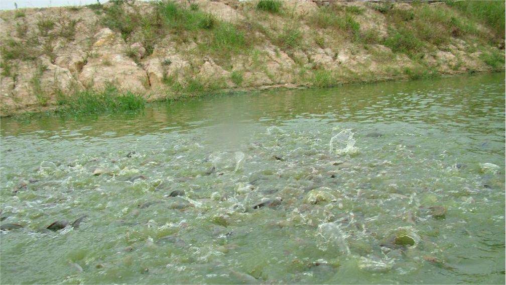 第12篇：鱼浮头不一定是缺氧，很多塘口都被“亚硝酸盐”误导了