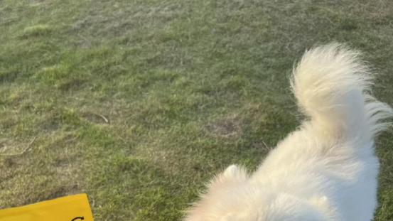 被称作国产烘焙狗粮天花板，它真的配吗？