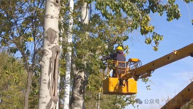 【打造“四个强市” 建设“幸福家园平安永济”】精细管理护安全 科学修剪靓容颜