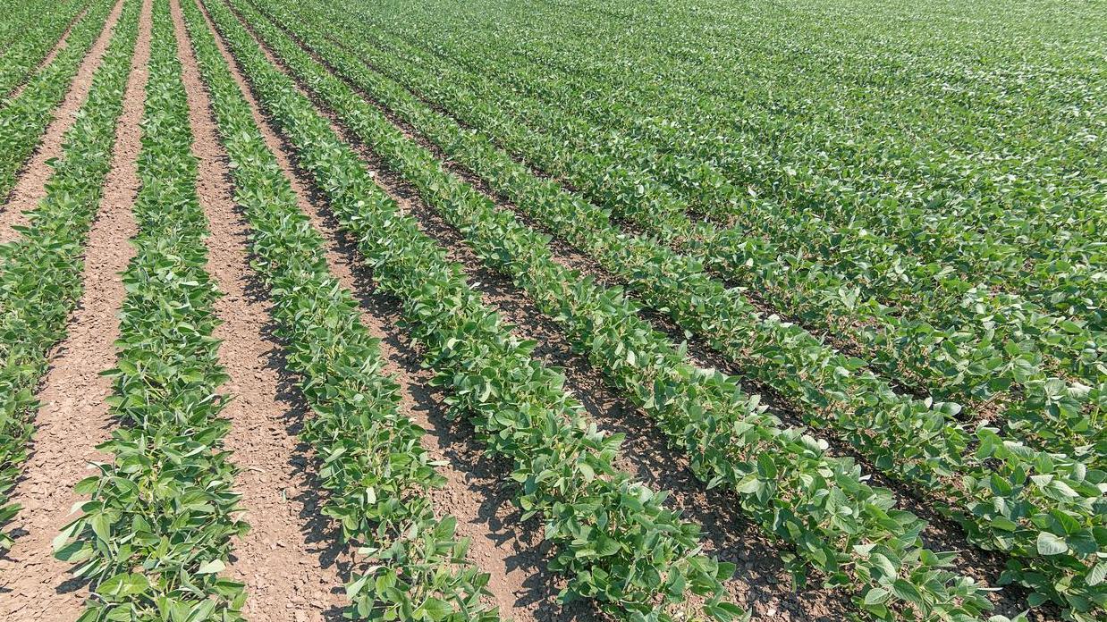 一篇文章告诉你：大豆施肥的那些误区和正确做法