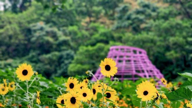 深圳：十万秋花尽收眼底，限时开放