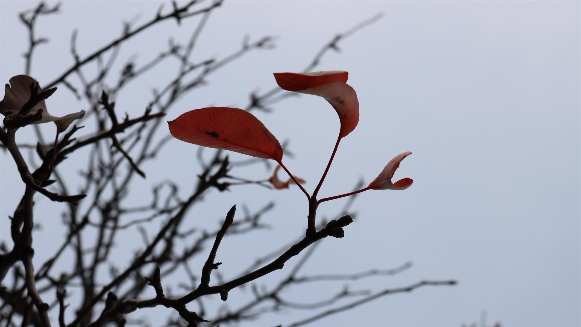 初雪压枯梢，残叶抱秋骄。