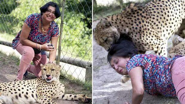 为什么猎豹不吃人？