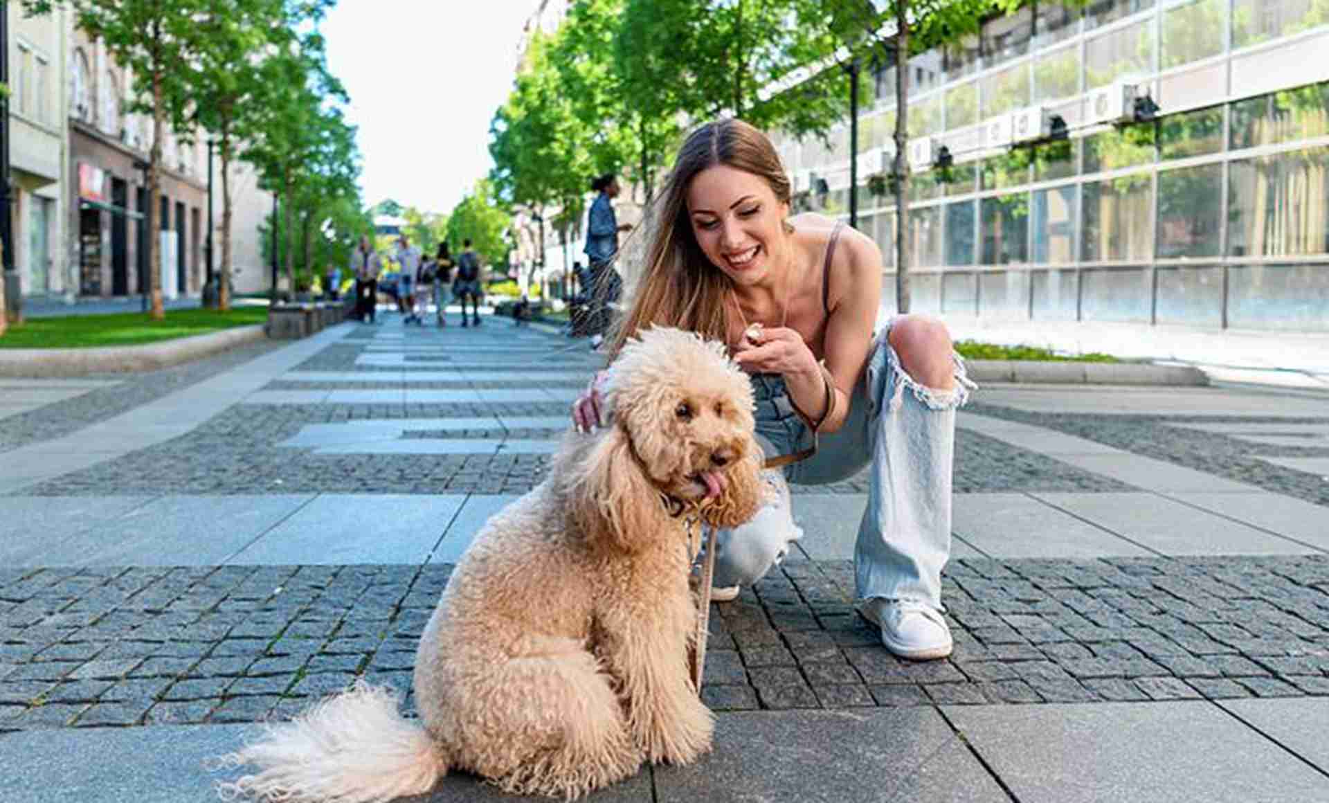 毛质改善秘方，回乡青年实践，贵宾犬美容，效果看得见