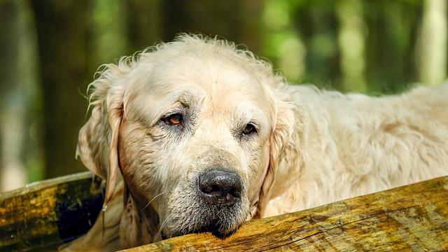 ​宠智灵狗识别解决方案：多模态AI驱动下的宠物行业智能化新标杆