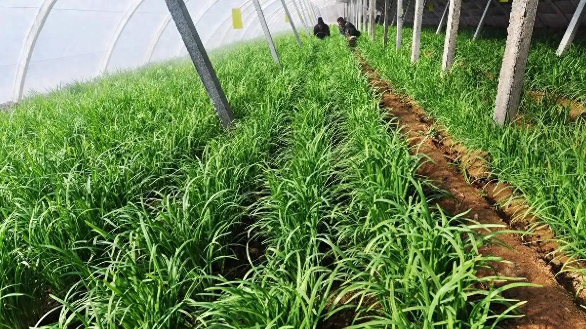 韭菜大蒜冬前管理三要素：浇水、施肥、病虫害防治，来年产量翻倍有诀窍