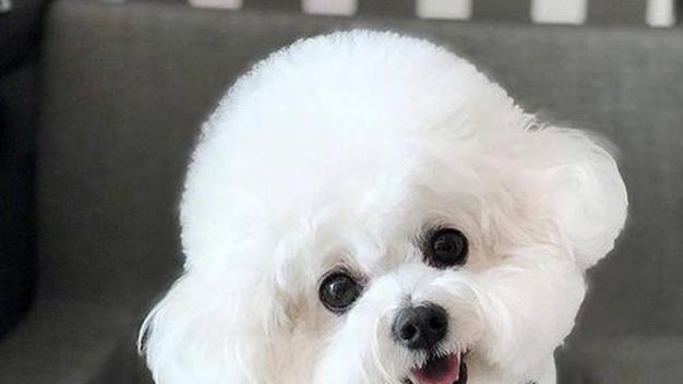 比熊犬沐浴露成分，睡眠模式监测，对比杜宾警觉性，飘窗日光浴场景