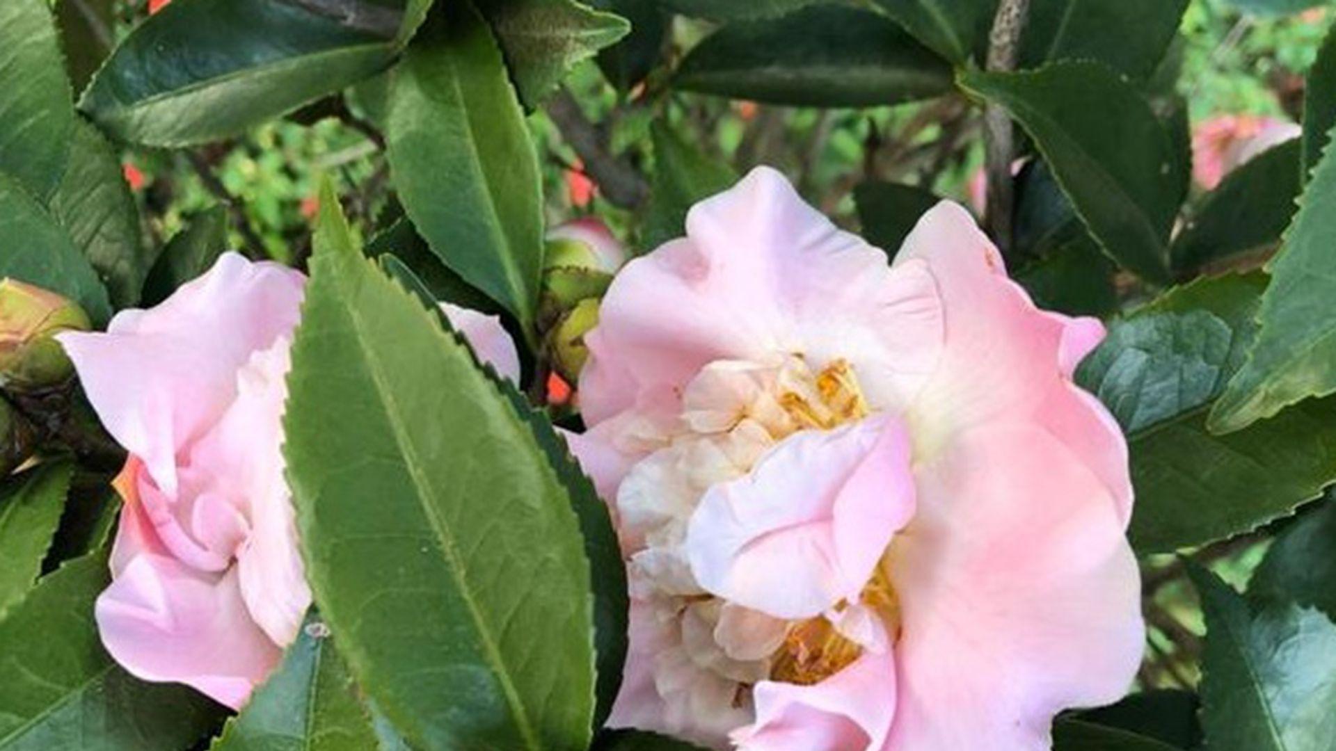 茶花根腐防治，松针土配比改良，私家园林养护，排水层搭建重点