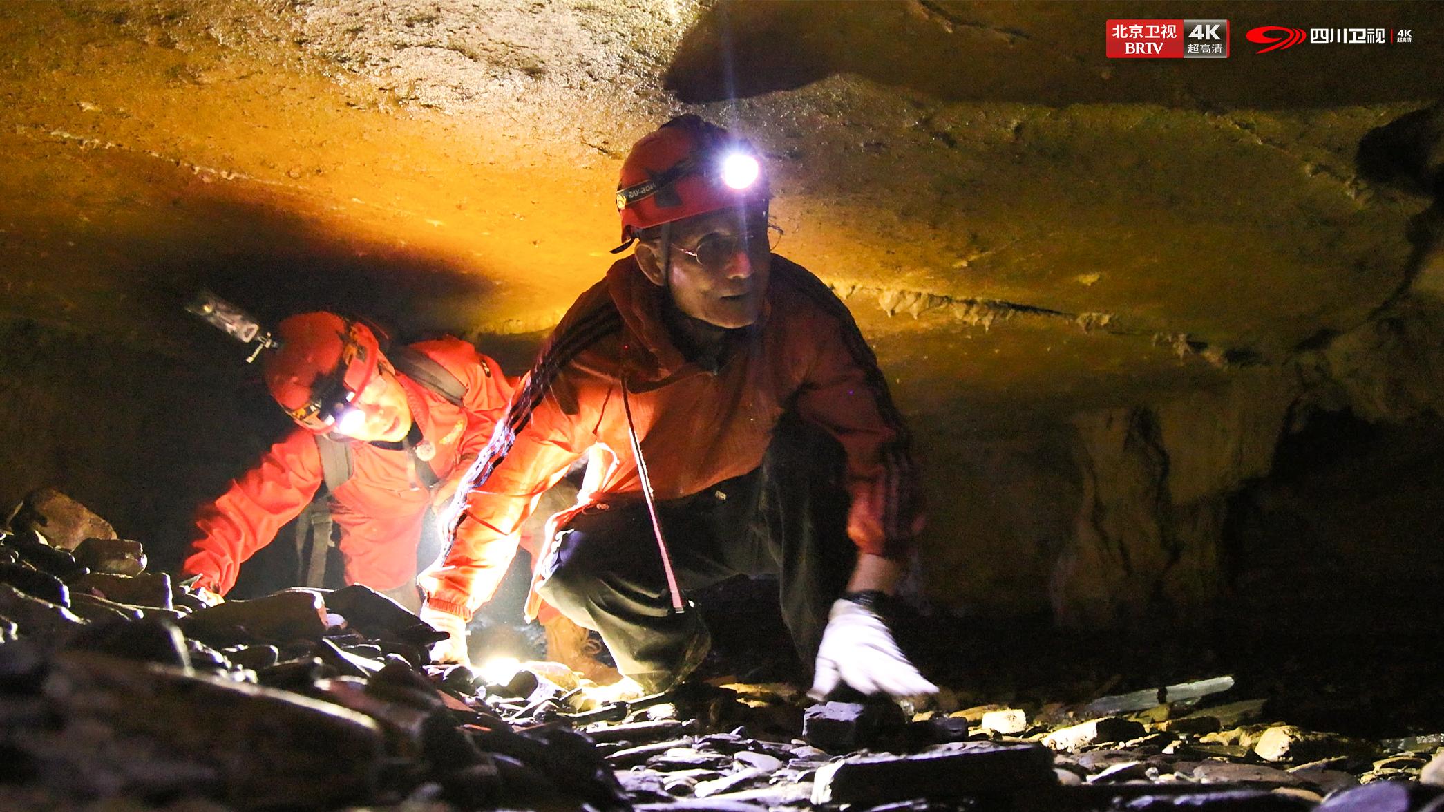 从“收猫”大战到化石密语：大熊猫奇三妹与山城重庆的生命回响