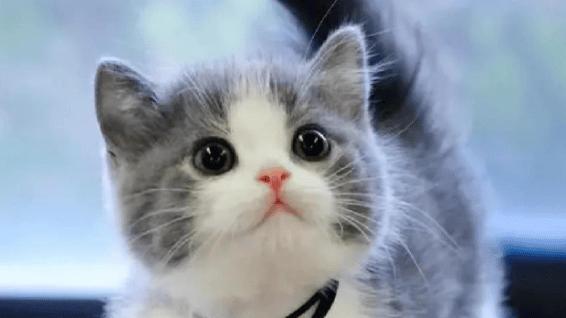 希喂VS美的宠物空气净化器哪个好用？3个维度测评到底谁更值？