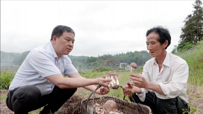 “稻草种菇”|湖南湘潭秸秆处理有了“新解法”