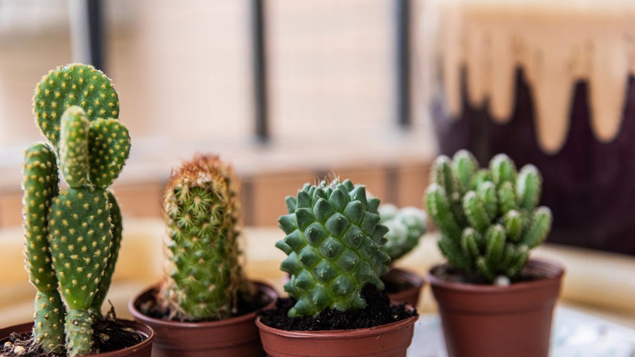 仙人掌多久浇一次水？浇多了怎么办？