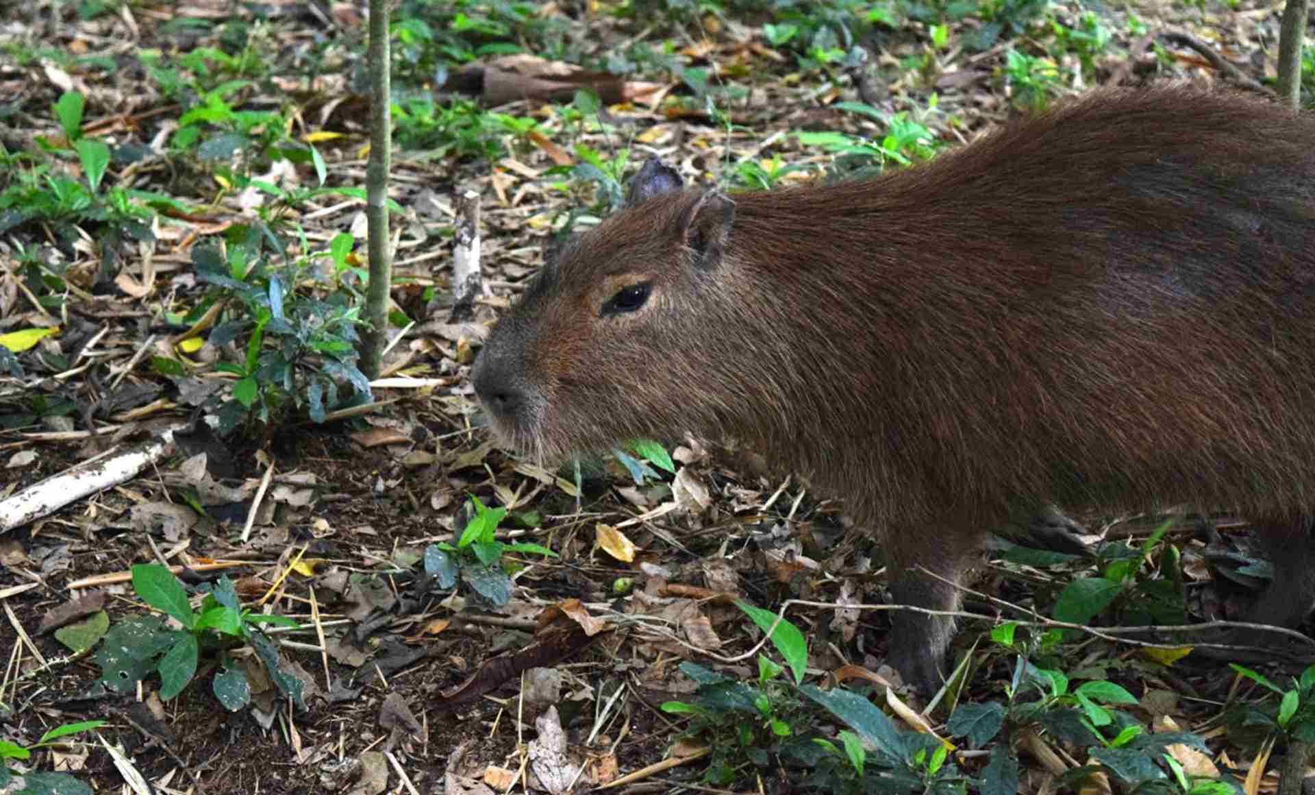 配种记录系统，智能设备实测，九零后新农人，水豚社群管理这点关键
