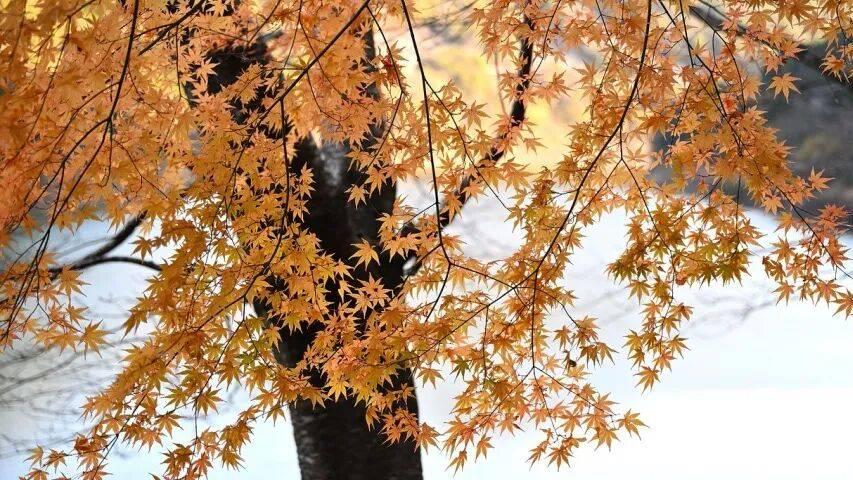 家电双11退热！京东天猫苏宁易购换道美的海信老板小米极米变阵