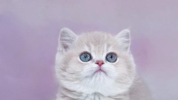 猫用空气净化器哪个牌子好？品牌排行榜前十名秒光, 选定除毛神器