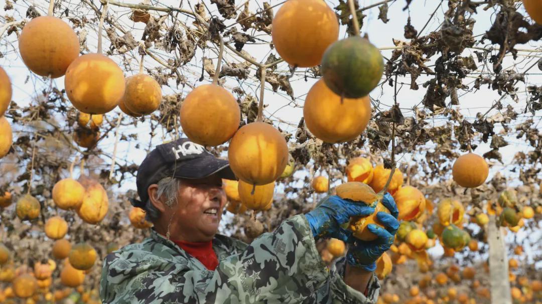 息县孙庙乡这颗 “金果果”，藏着乡村振兴的大能量