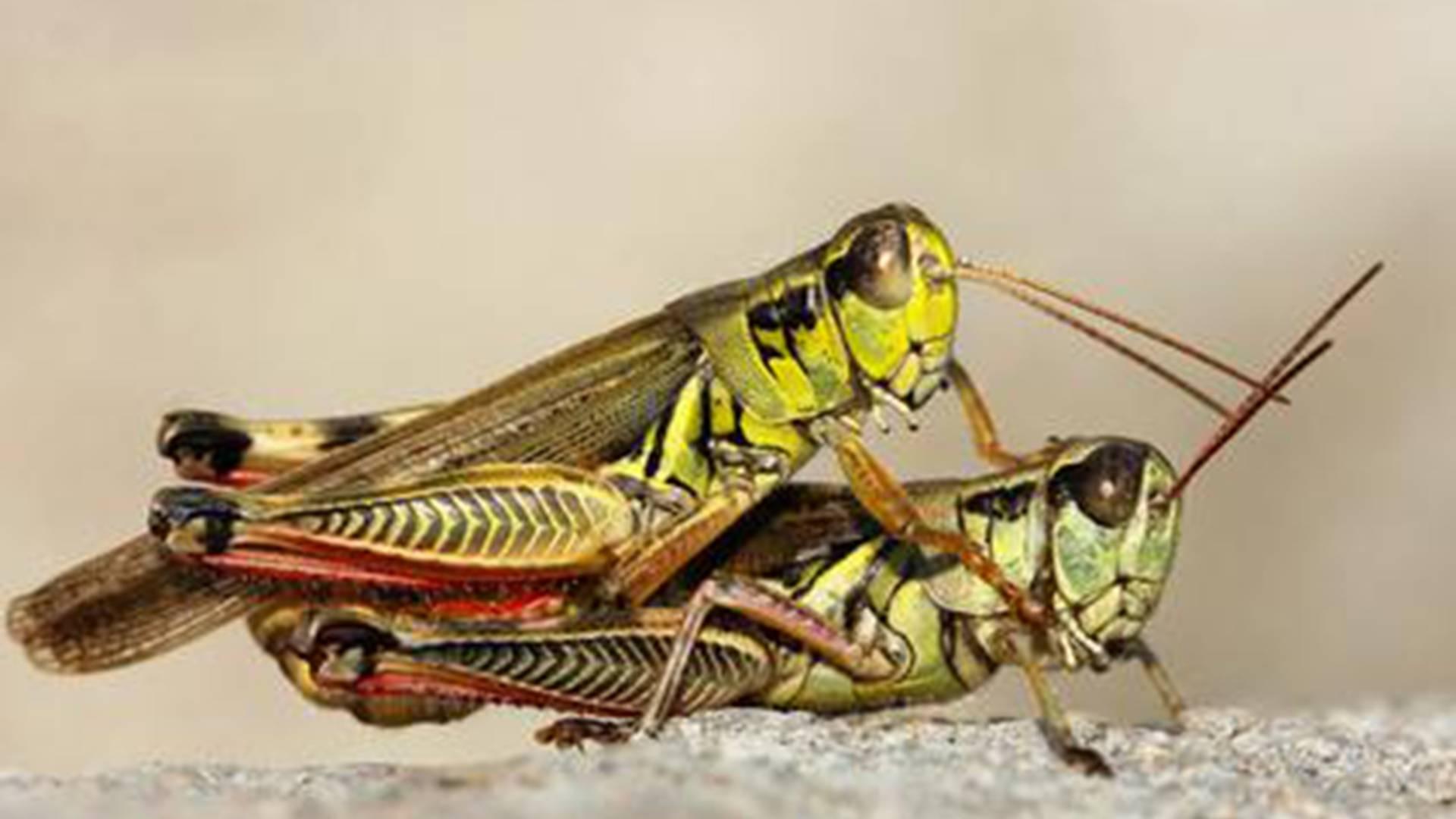 蝗虫趋声诱捕器，生态园专利设备，声波频率调节术，参数保密严