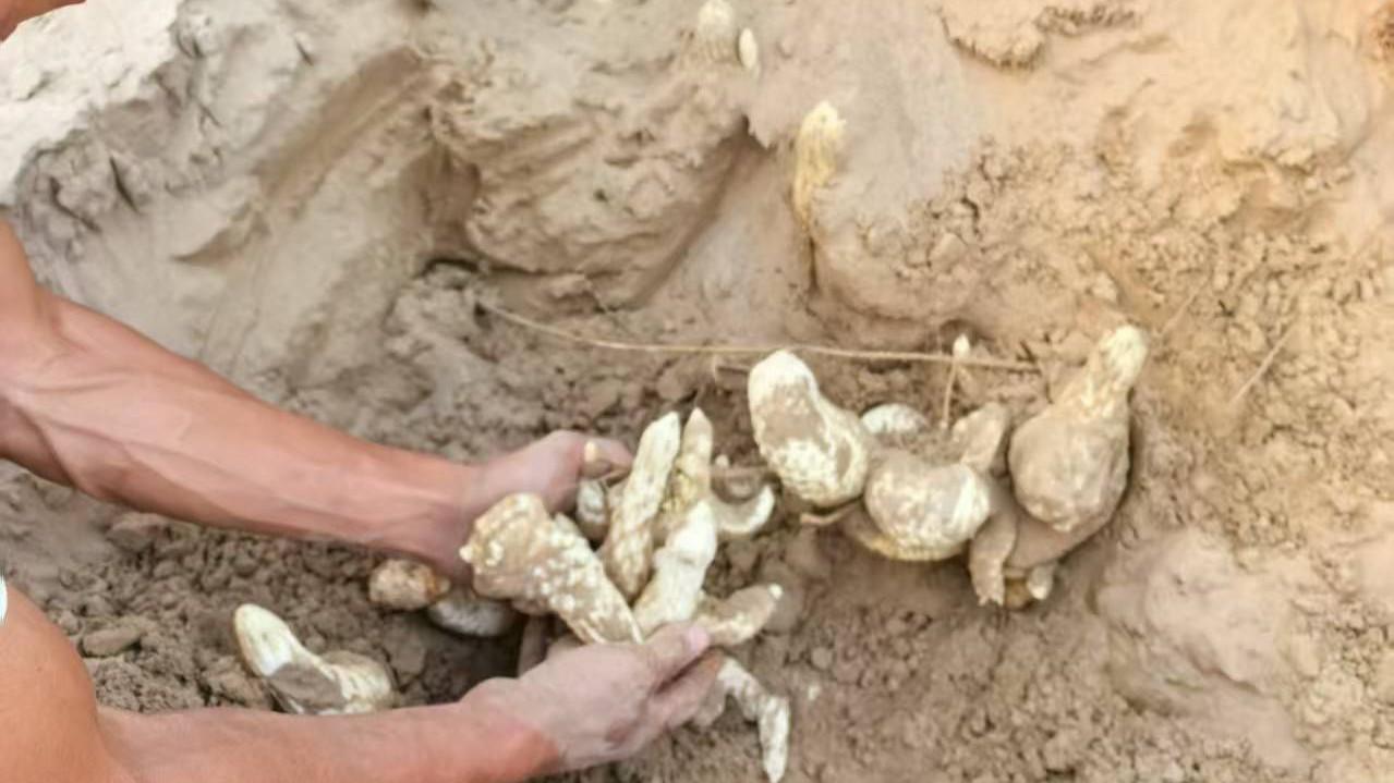 肉苁蓉对环境保护的影响