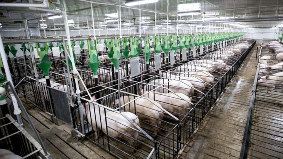 山区家养猪科学养殖有妙招，半年增重效果显著，饲料营养搭配是关键