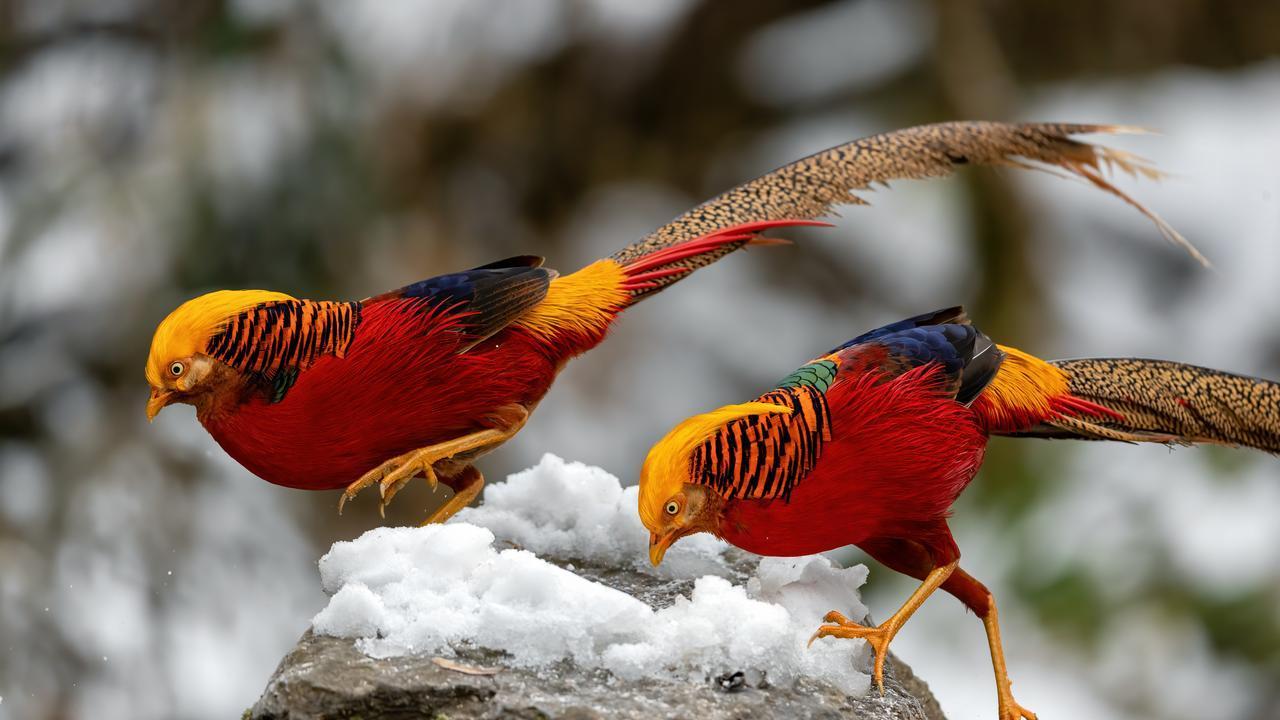 “三鸟进家门，屋中出贵人”，是哪三种鸟？