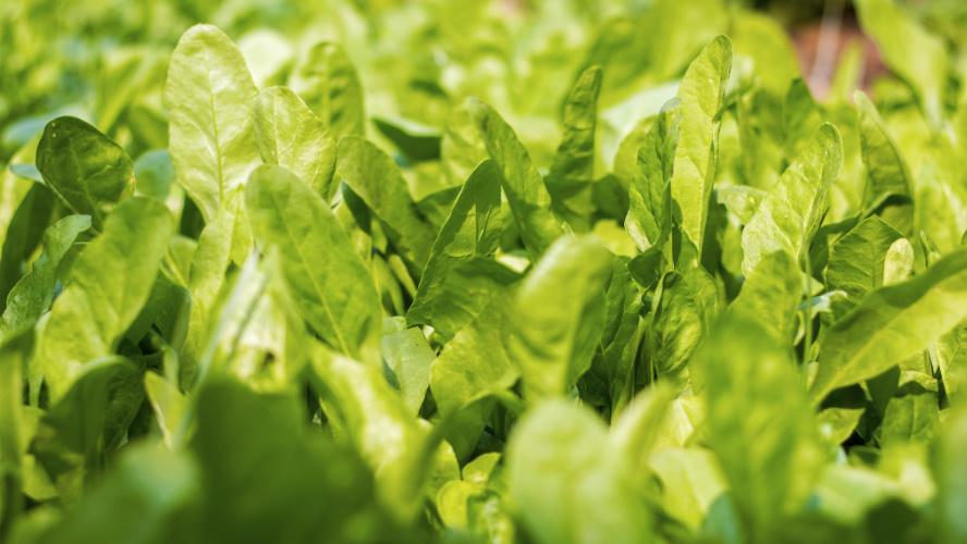 博润科技|不同氮肥选购秘籍！科学用氮不浪费