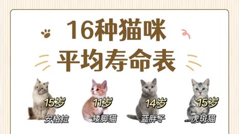 17年的猫咪等于人类的几岁？一张表读懂毛孩子的 “真实年龄”