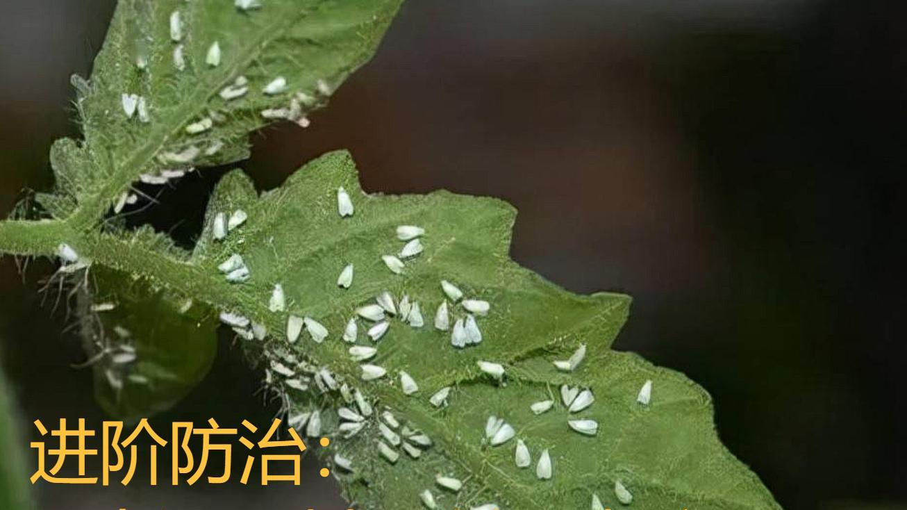 今年白粉虱多到发疯！打药没用怎么办？那是因为这几点没做到位！