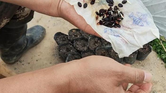 植树节来临，8种蔬菜抓紧种植，10余种作物需快育苗，附详细清单