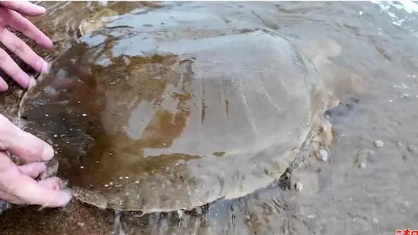 韩江夜幕下渔网里的“活化石”竟牵出1.75亿年的生态密码