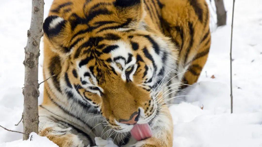 黑龙江漠河孕妇独守农院，饿虎破门而入，丈夫及时赶回来，抄起门板砸跑猛虎