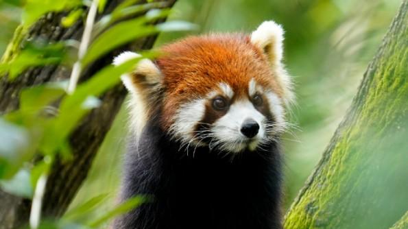 小熊猫的与众不同，你绝对想不到的萌系王者！