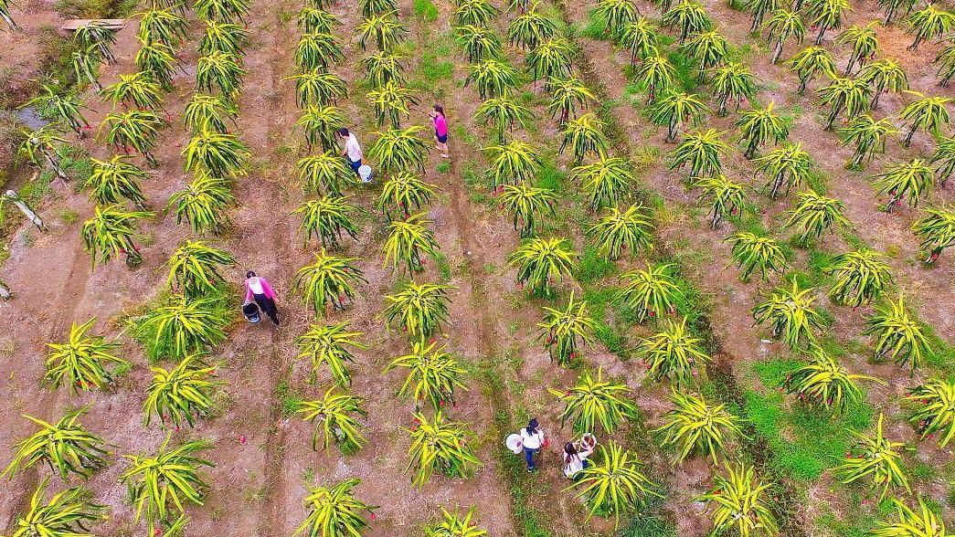 林下种植中药材的种类探秘：对白芍、牡丹、夏枯球的多维解读