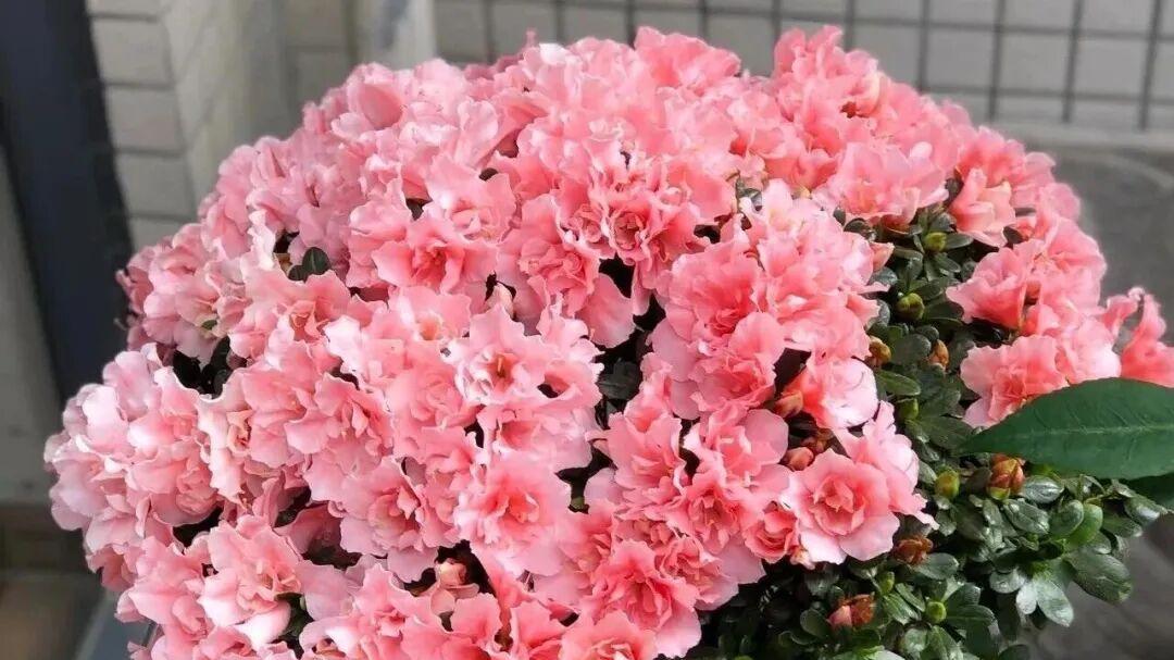 肉质根花卉禁忌清单！茶叶渣腐热酸三重暴击，兰花/大丽花必死