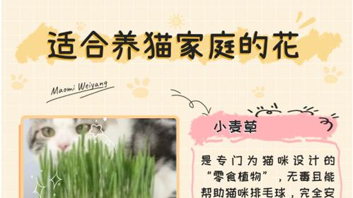 养宠党狂喜！这12种神仙植物，猫咪啃了也不怕